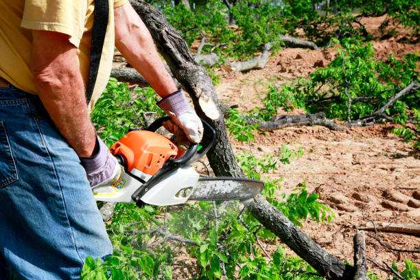 Best Commercial Tree Services  in Jay, OK